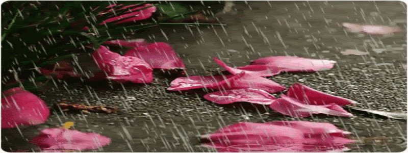 1426200346-raining-flowers-rose-petals-a