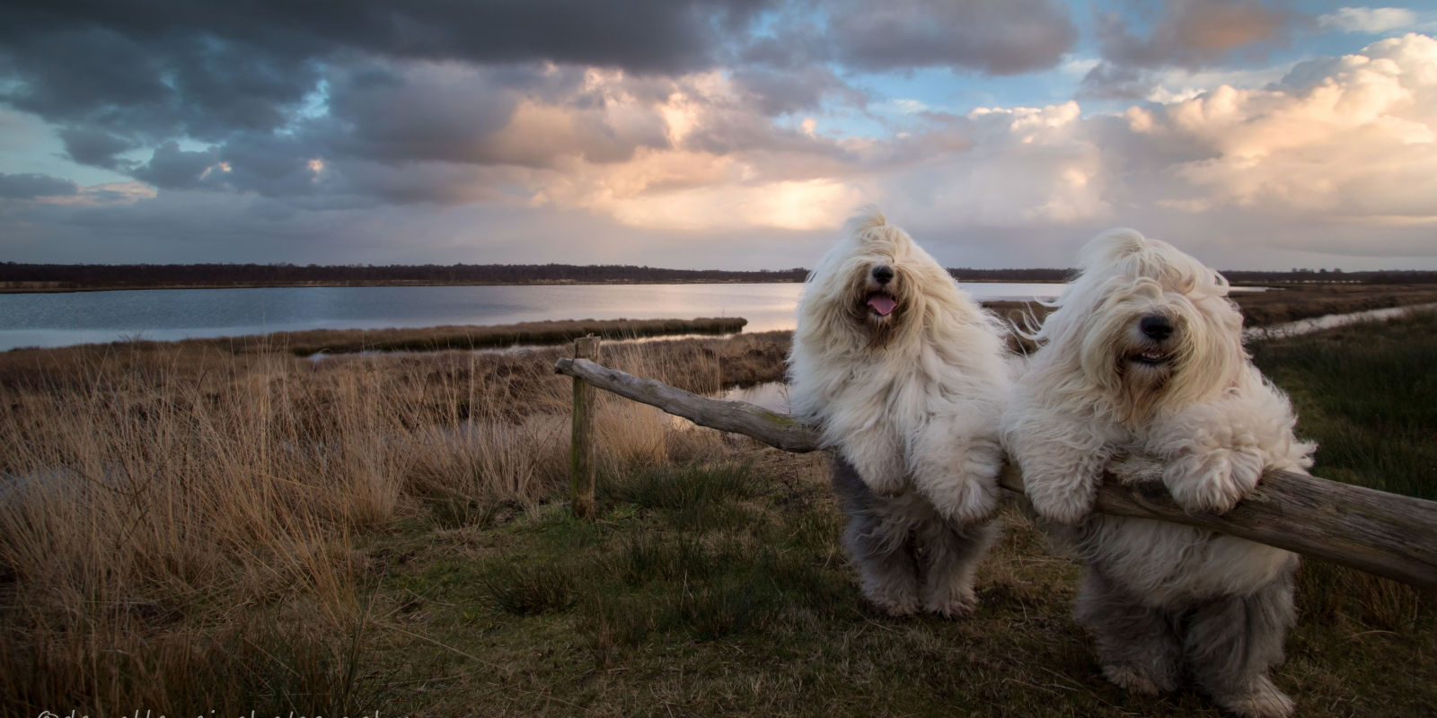 These Sheepdog Siblings Define The True Meaning of Sisterhood Cees Boi Sheepdog Pictures