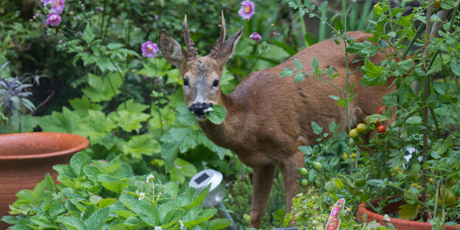 Deer Resistant Garden - How to Keep Deer Out of Garden