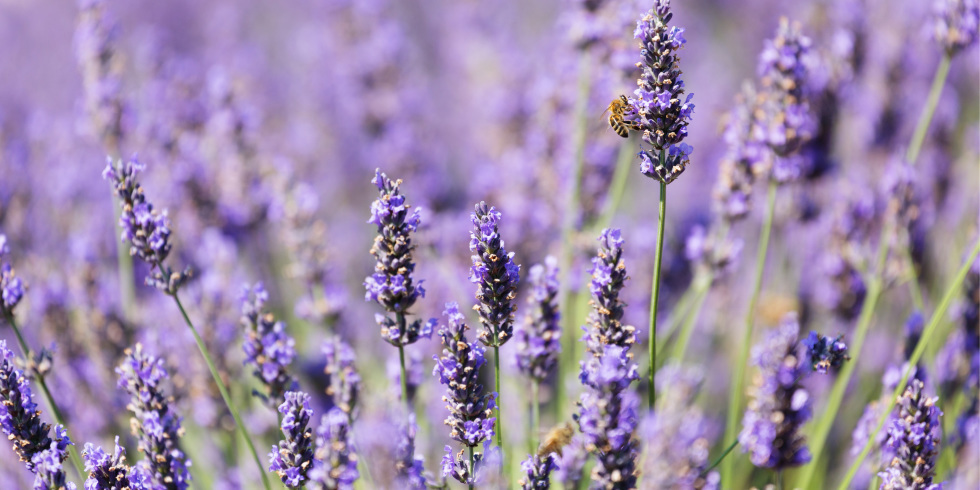 30 Great Lavender Plant Recipes and Uses - How to Grow Lavender