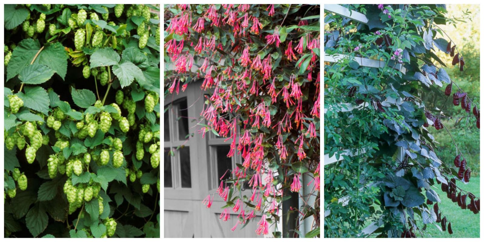 10 fast growing flowering vines best wall climbing vines to plant 10 fast growing flowering vines best wall climbing vines to plant