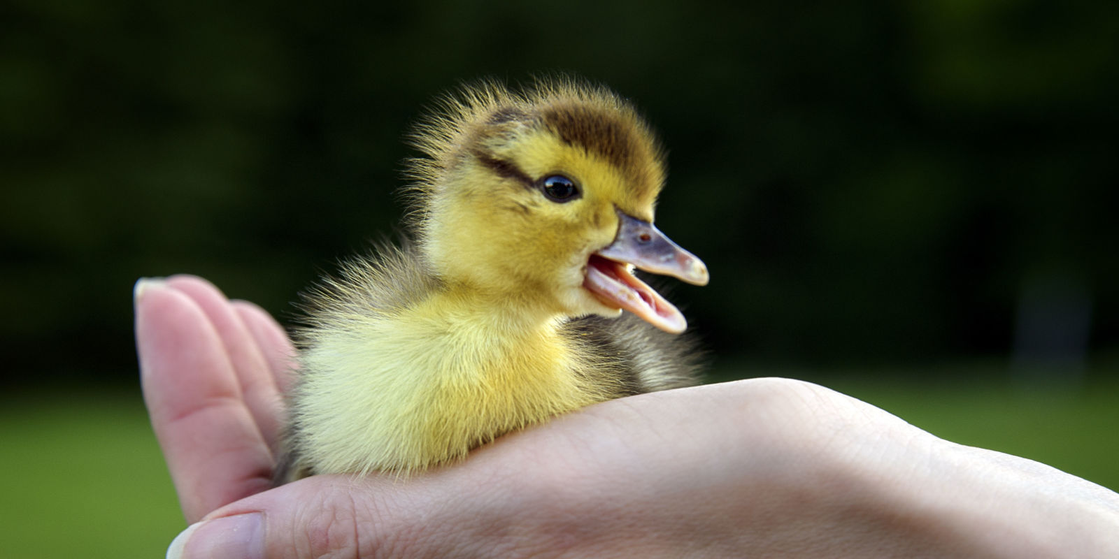 firefighter rescues ducklings using cell phone baby farm christmas centerpiece decorating ideas