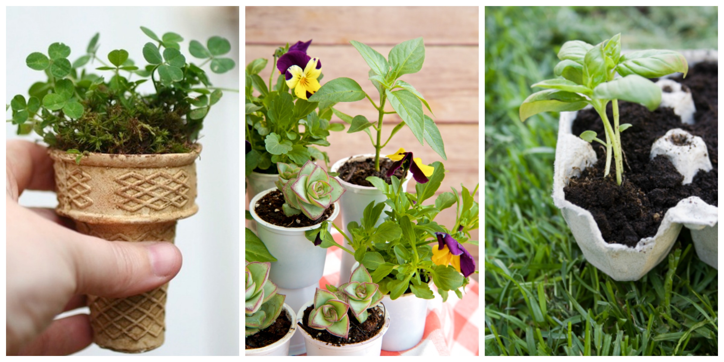 10 Everyday Items You Already Have at Home that Make Perfect Seedling