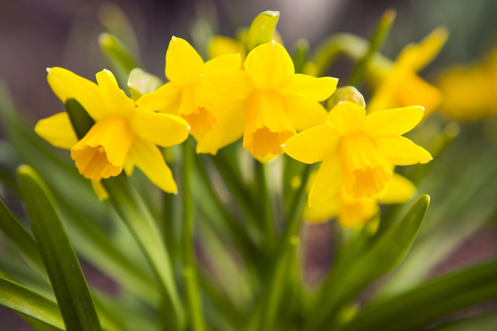 14 facts every daffodil devotee should know daffodil facts 14 facts every daffodil devotee should know daffodil facts