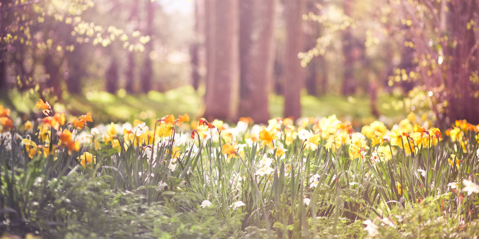 14 Facts Every Daffodil Devotee Should Know Daffodil Facts