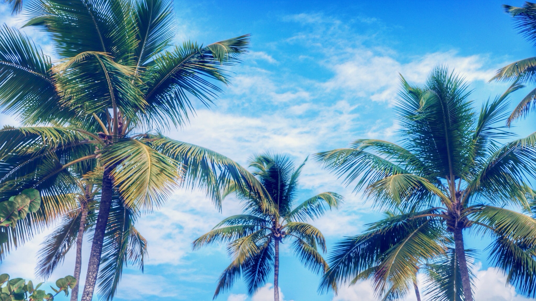 The Secret Meaning Behind 11 Common Trees