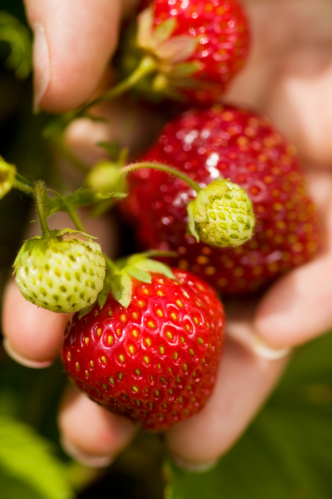 Strawberry Facts Fun Facts About Strawberries