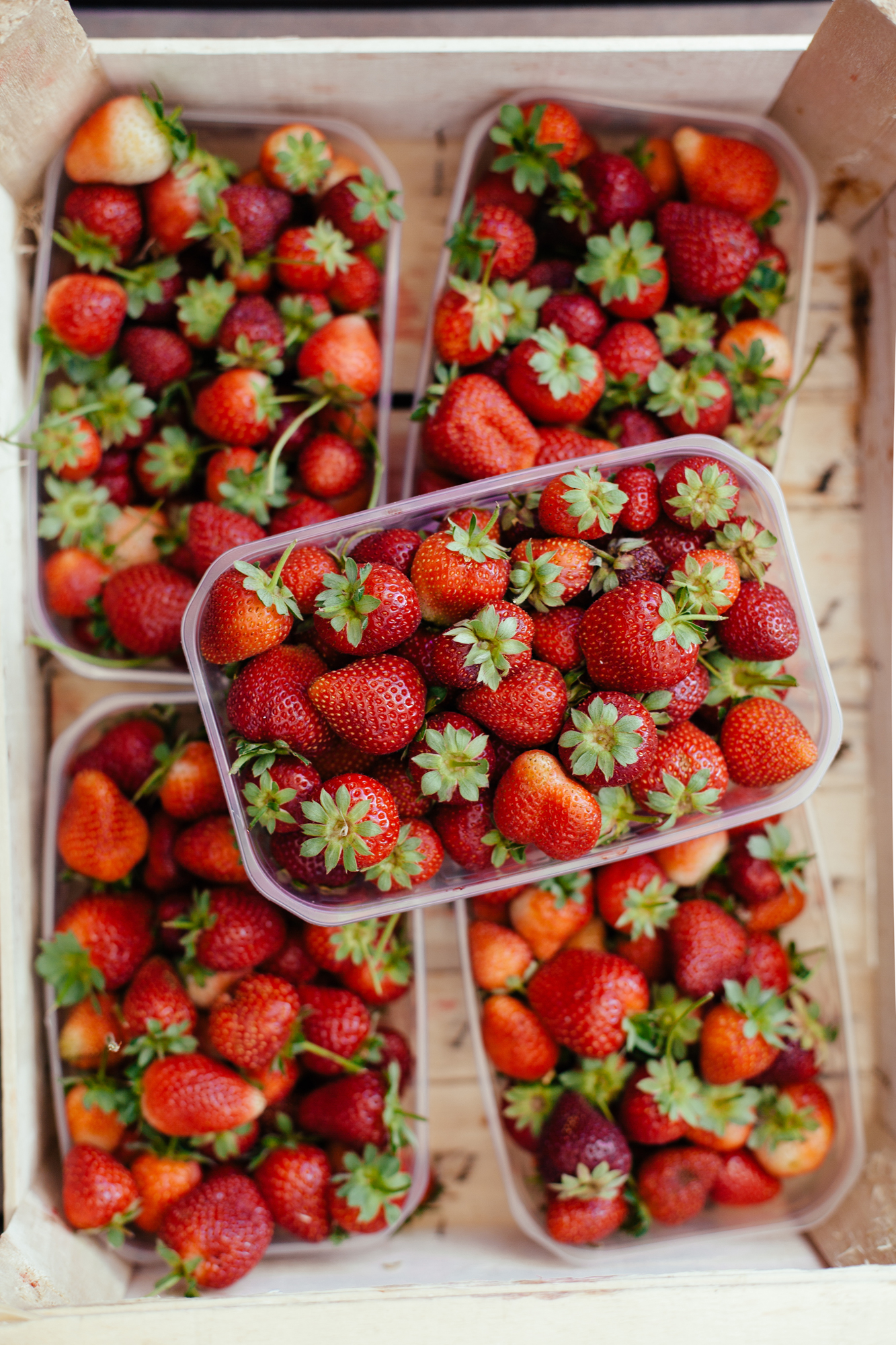 Strawberry Facts Fun Facts About Strawberries