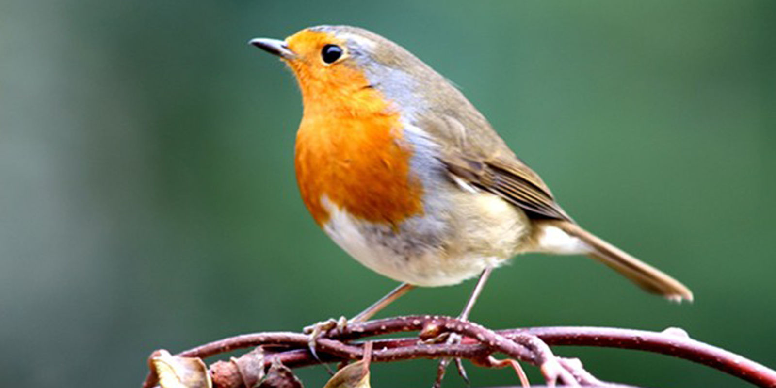 Feisty RedBreasted Robin Crowned Britain's National Bird
