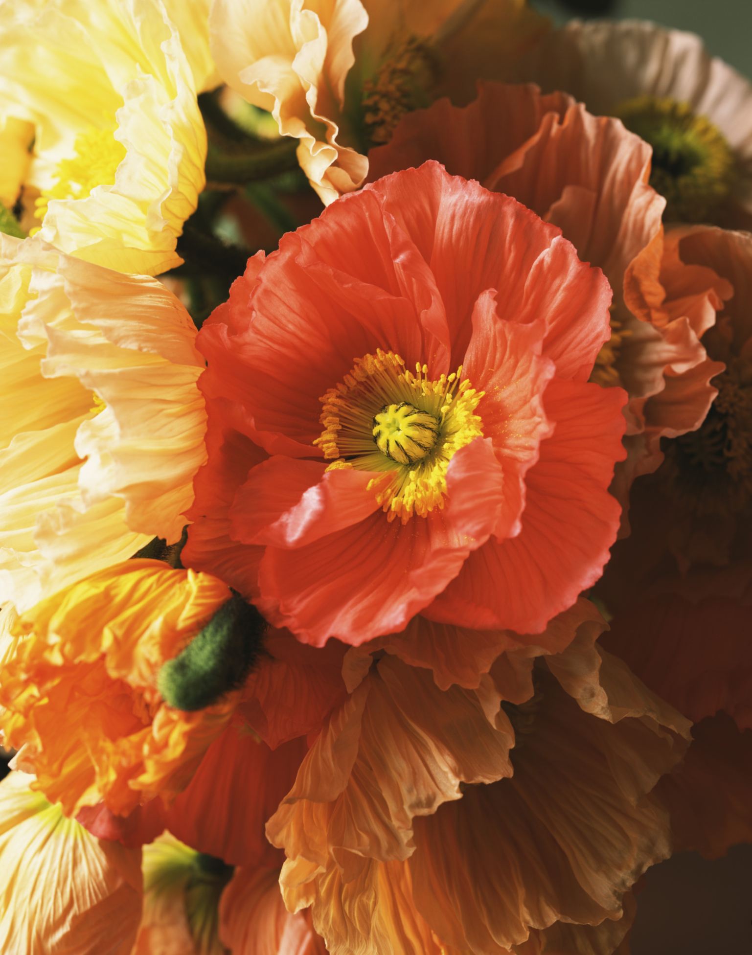 Summer Flowers The Most Popular Blooms for Every Month