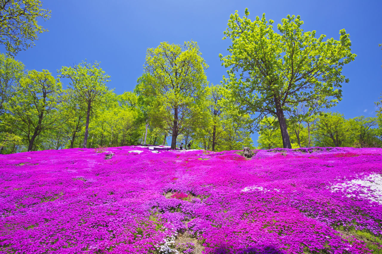 Japan flower fields OverSixty