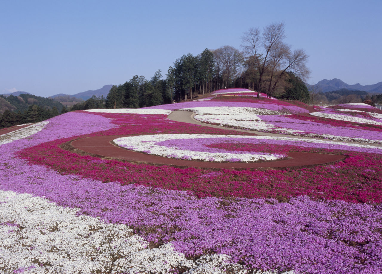 In pictures Japan’s spectacular flower fields OverSixty