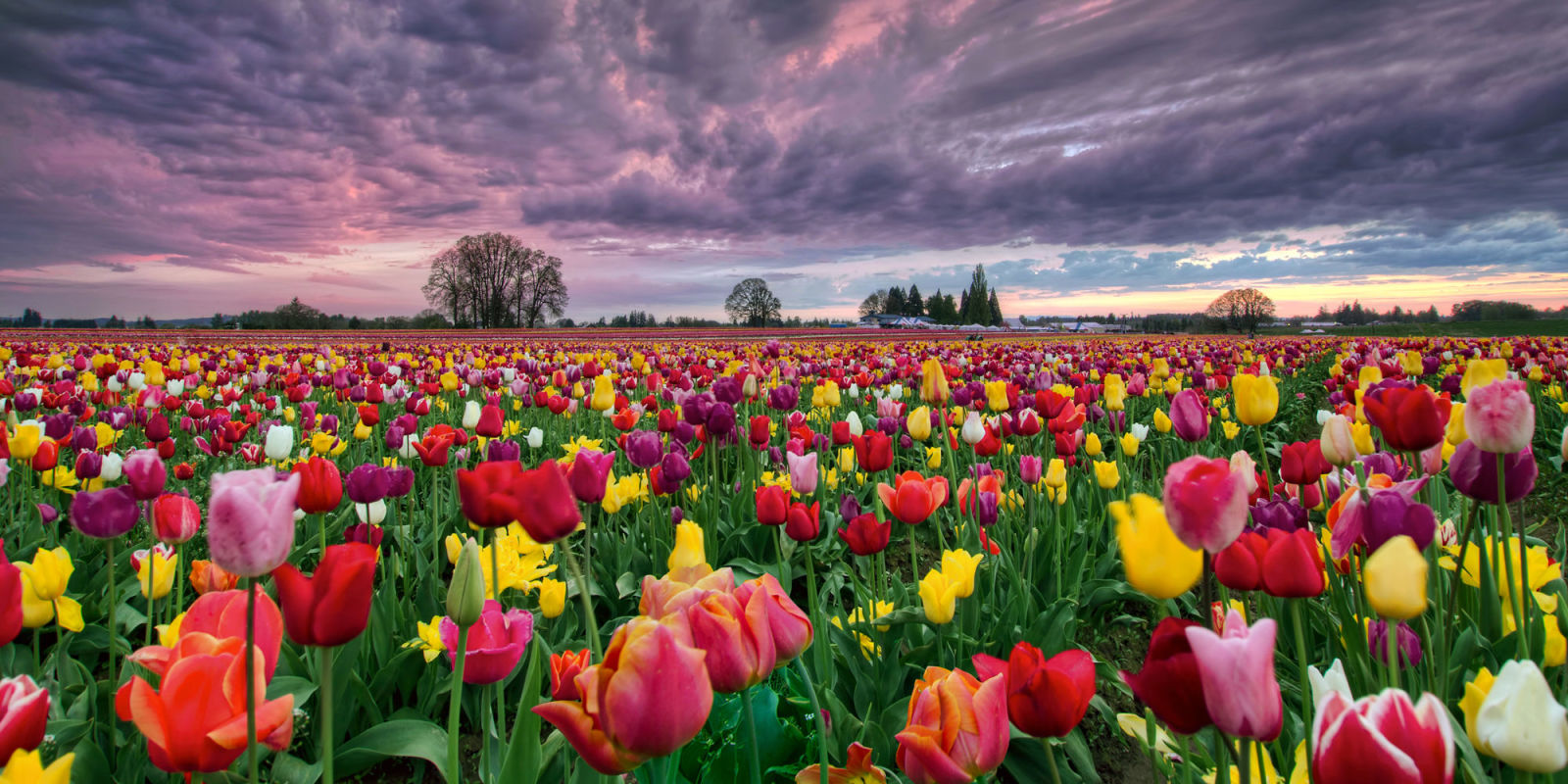 Tulip Facts What to Know About Tulips