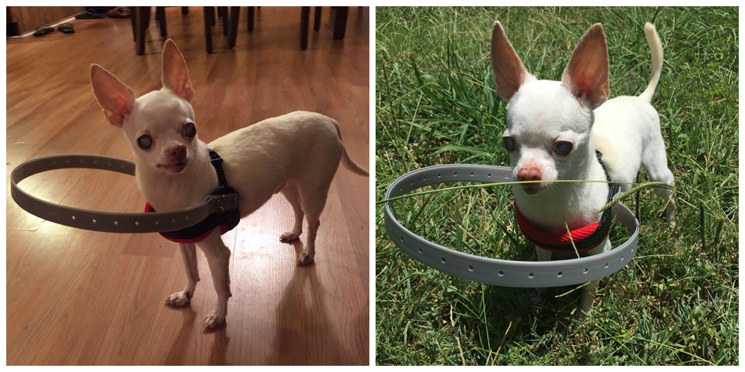 Blind Dog Device — Homemade Device Helps Blind Dog