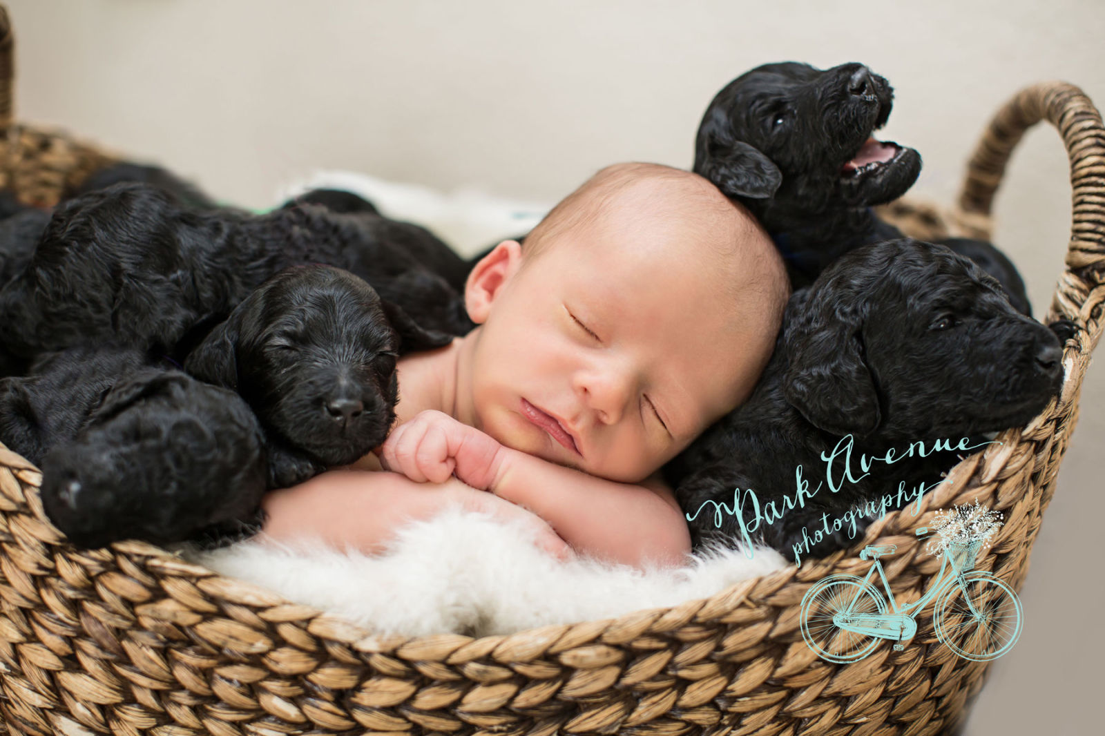This Woman and Her Dog Gave Birth to Adorable Babies on The Same Day