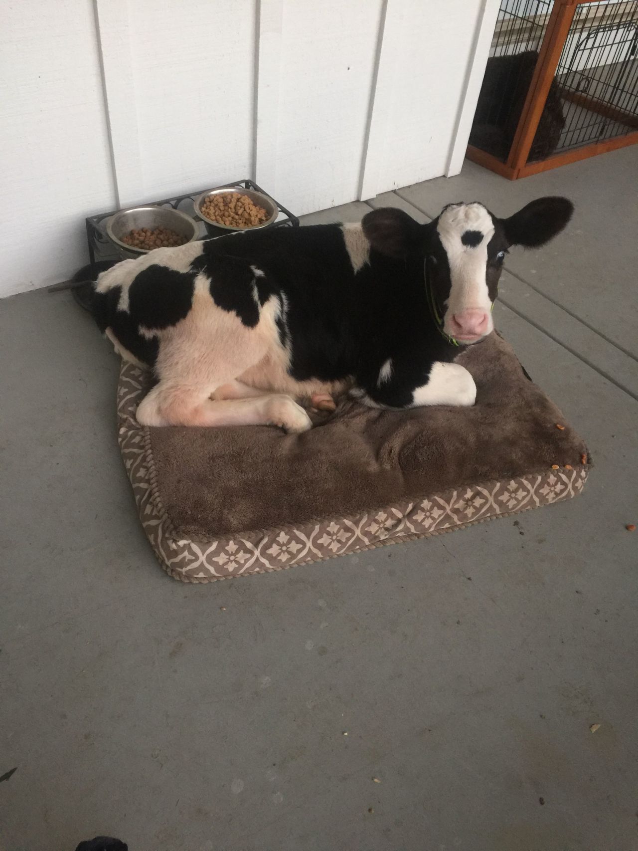 Теленок, считающий себя собакой, стал звездой соцсетей