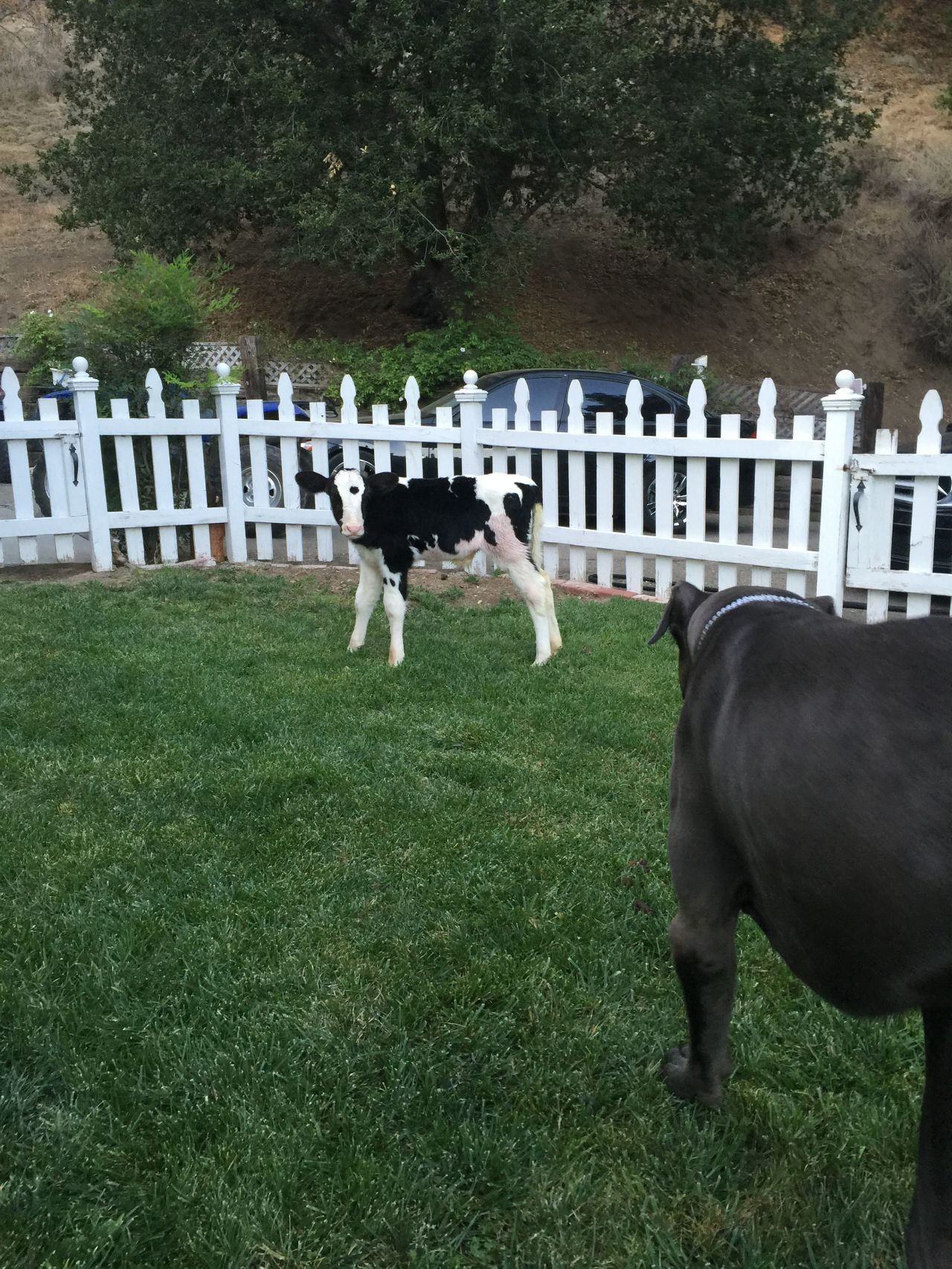 Теленок, считающий себя собакой, стал звездой соцсетей