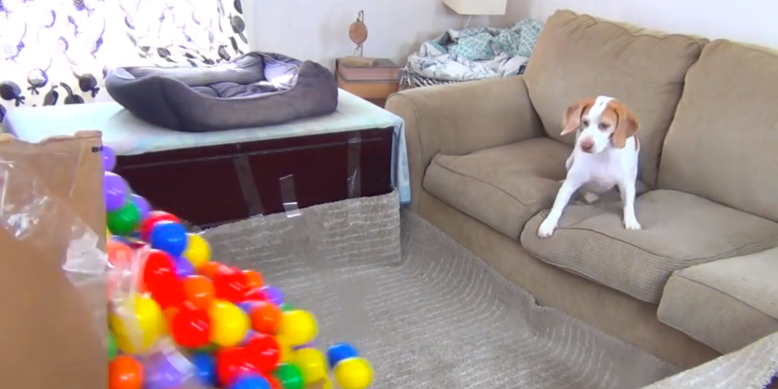 Dog Surprised With DIY Ball Pit — Birthday Gift for Maymo