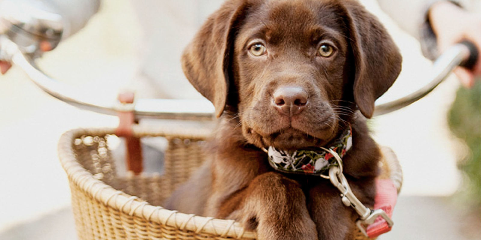 Free Vet Created Dog Food Recipes Free Vet Created Dog Food Recipes