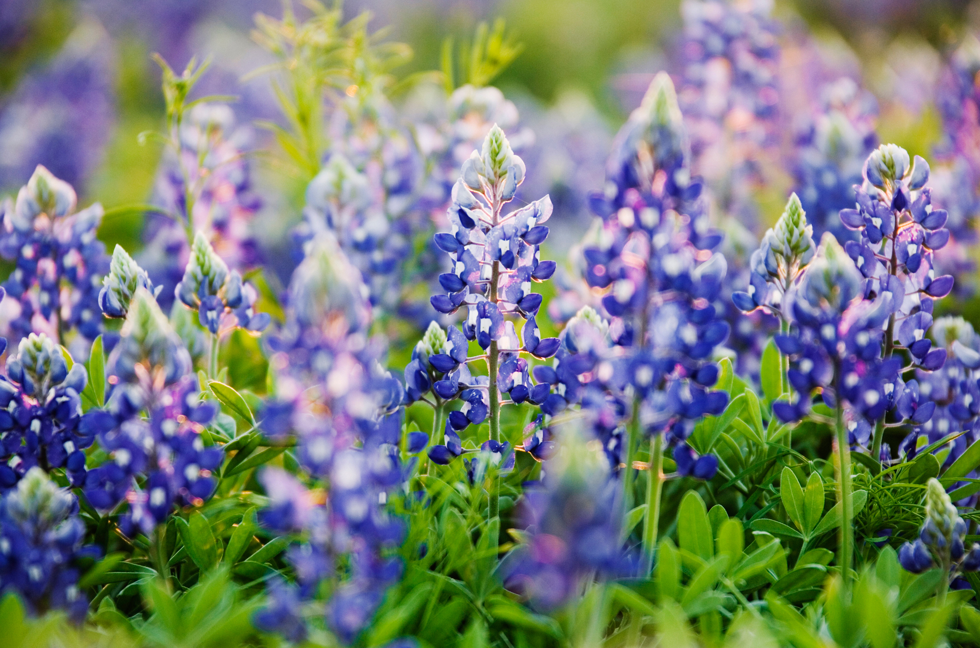 texas bluebonnets bluebonnets fun facts and trivia texas bluebonnets bluebonnets fun facts and trivia