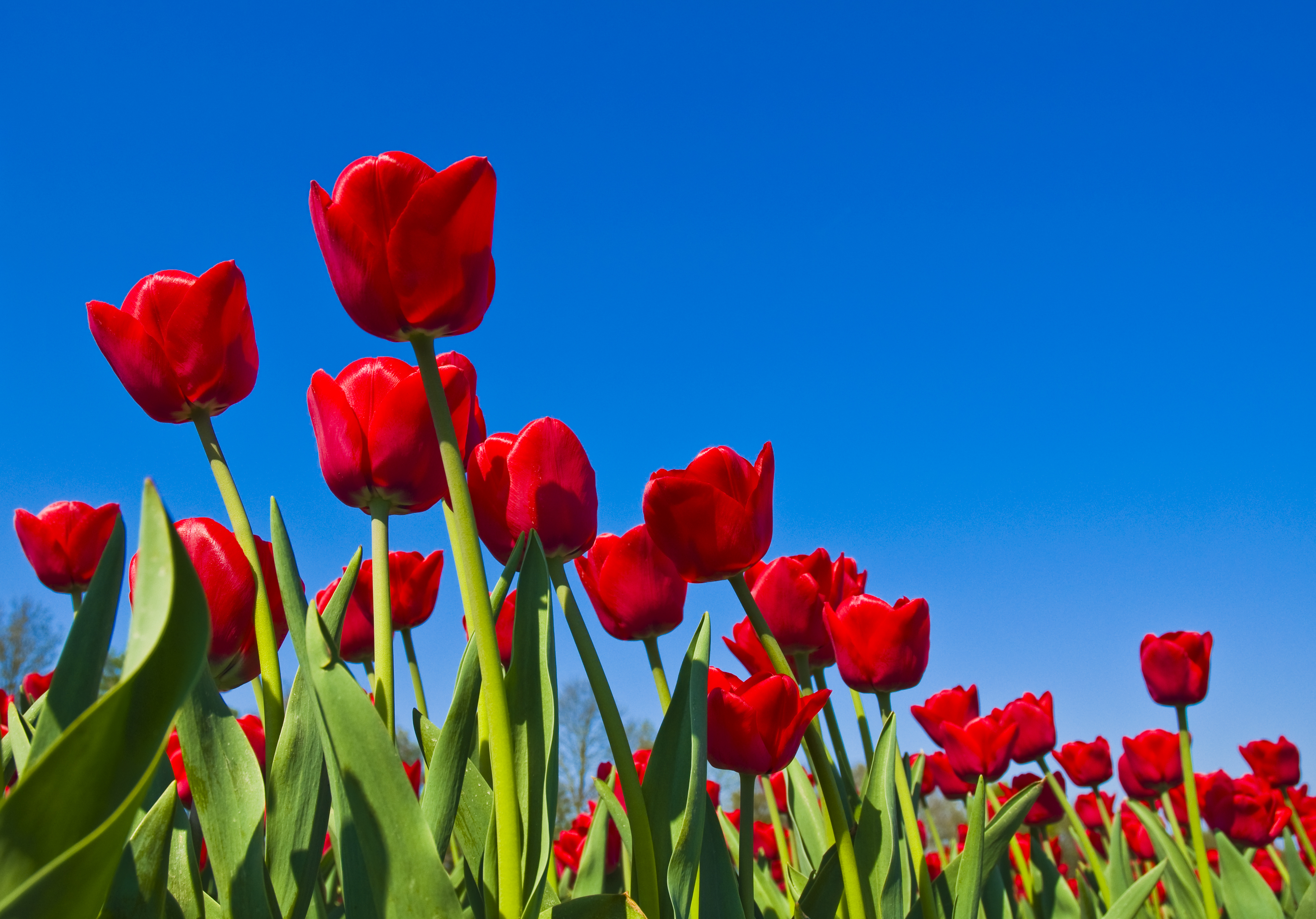 Tulip Fields Shot From Above Tulip Season in Holland