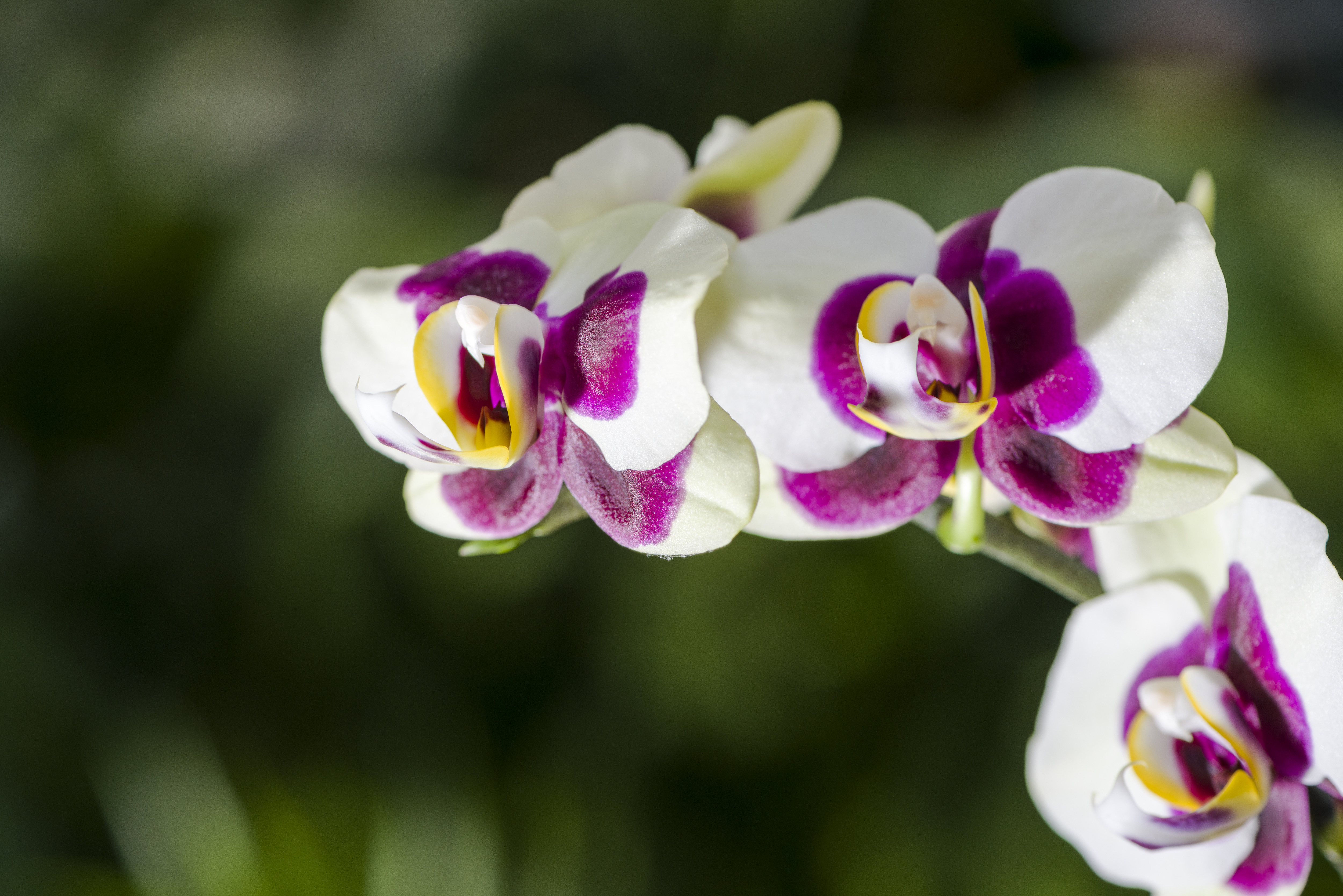 Orchid Facts