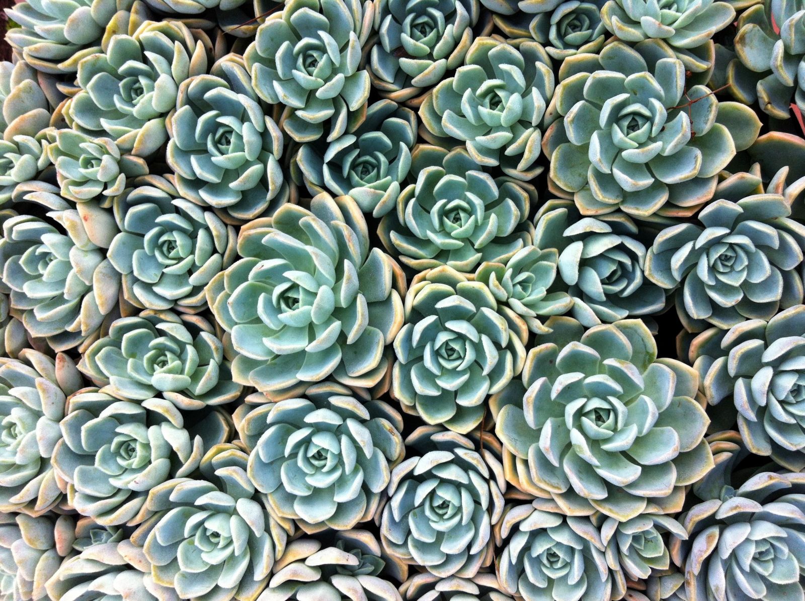 Facts About Succulents Things You Don't Know About Succulents