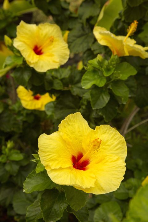 7 Pretty Plants That Are Actually Ruining Your Home forecast 7 Pretty Plants That Are Actually Ruining Your Home advise