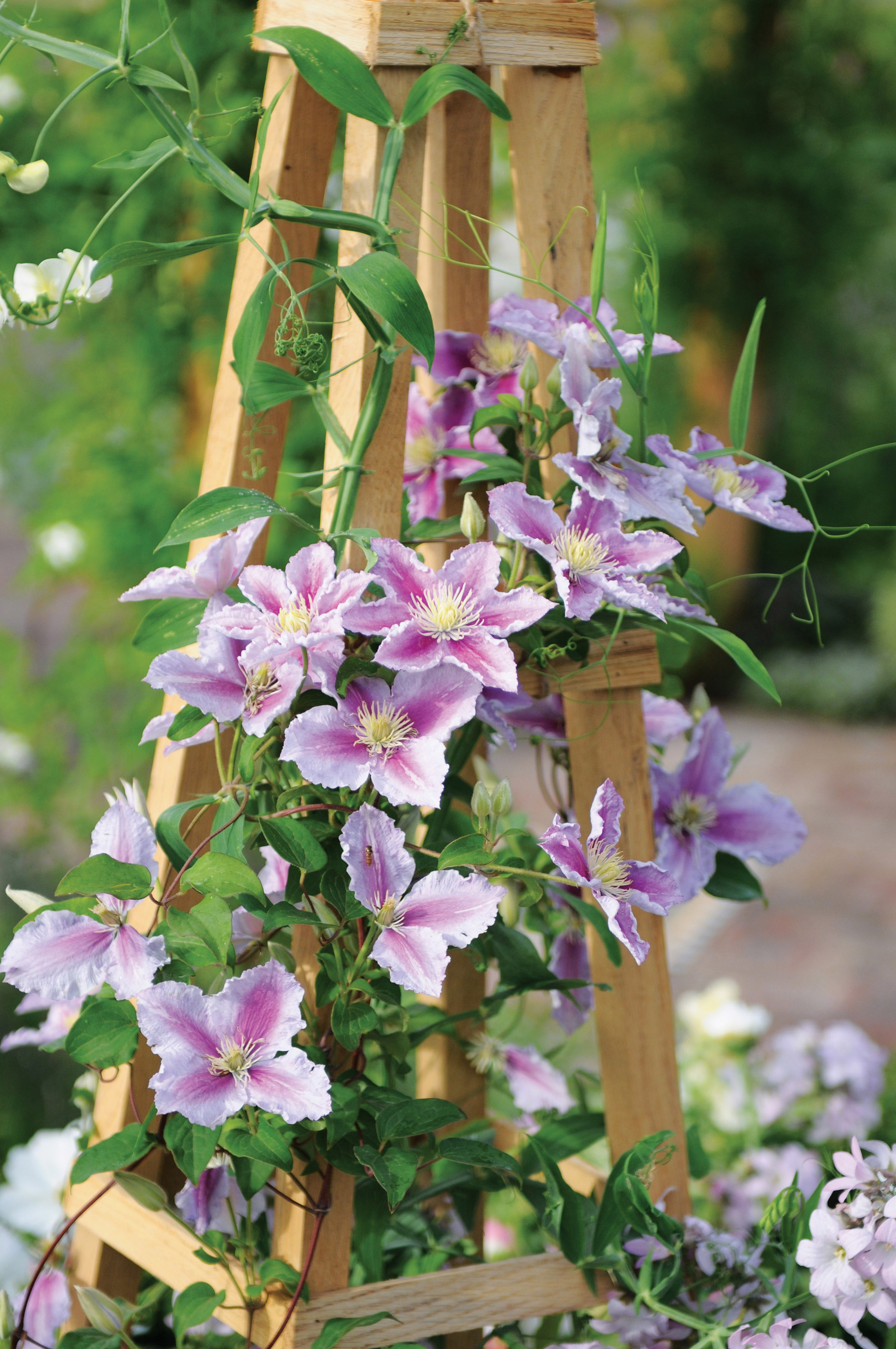 50 Best Types of Flowers Pretty Pictures of Garden Flowers 50 Best Types of Flowers Pretty Pictures of Garden Flowers