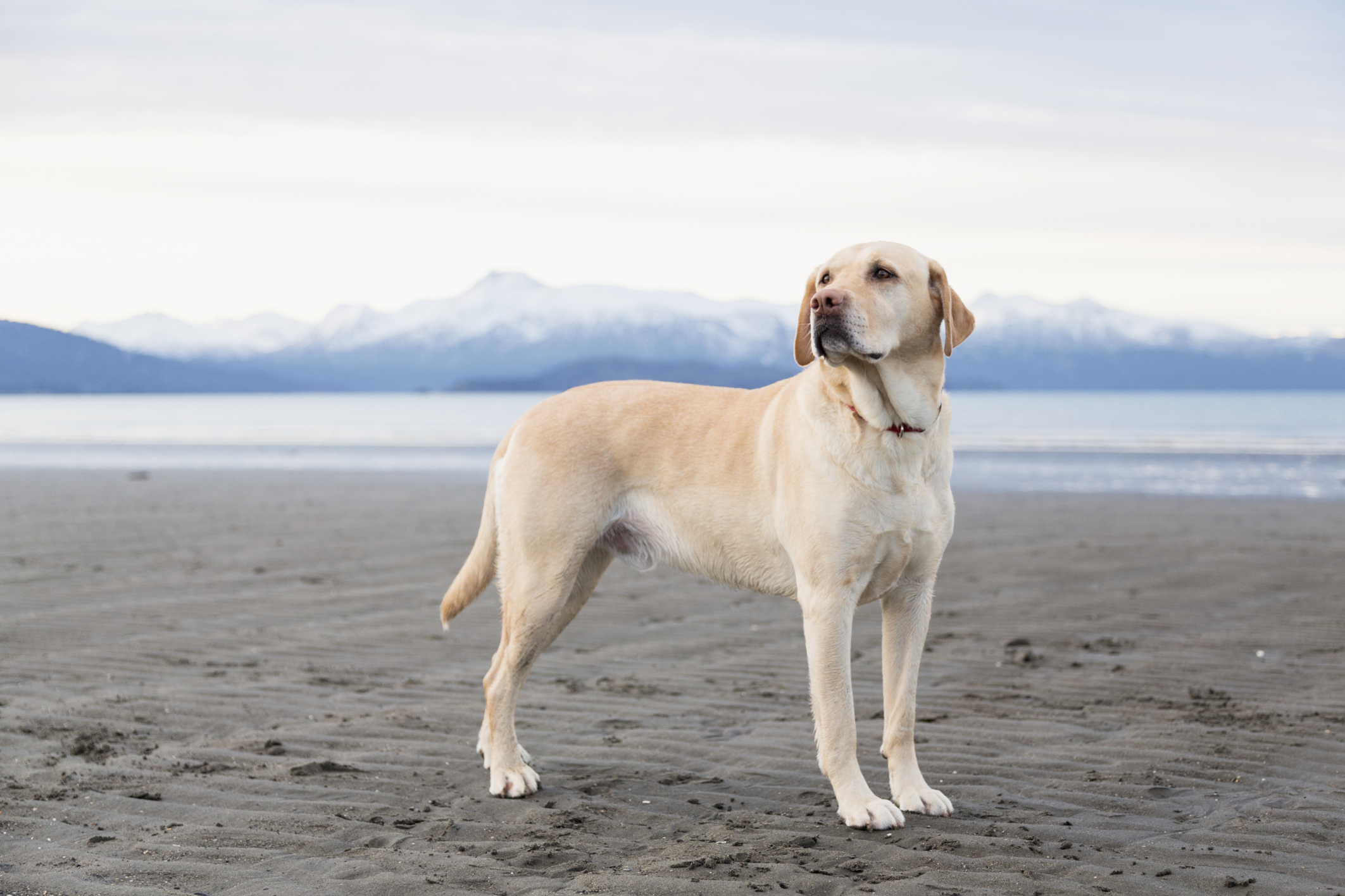 Most Popular Dog Food For Labs Most Popular Dog Food For Labs