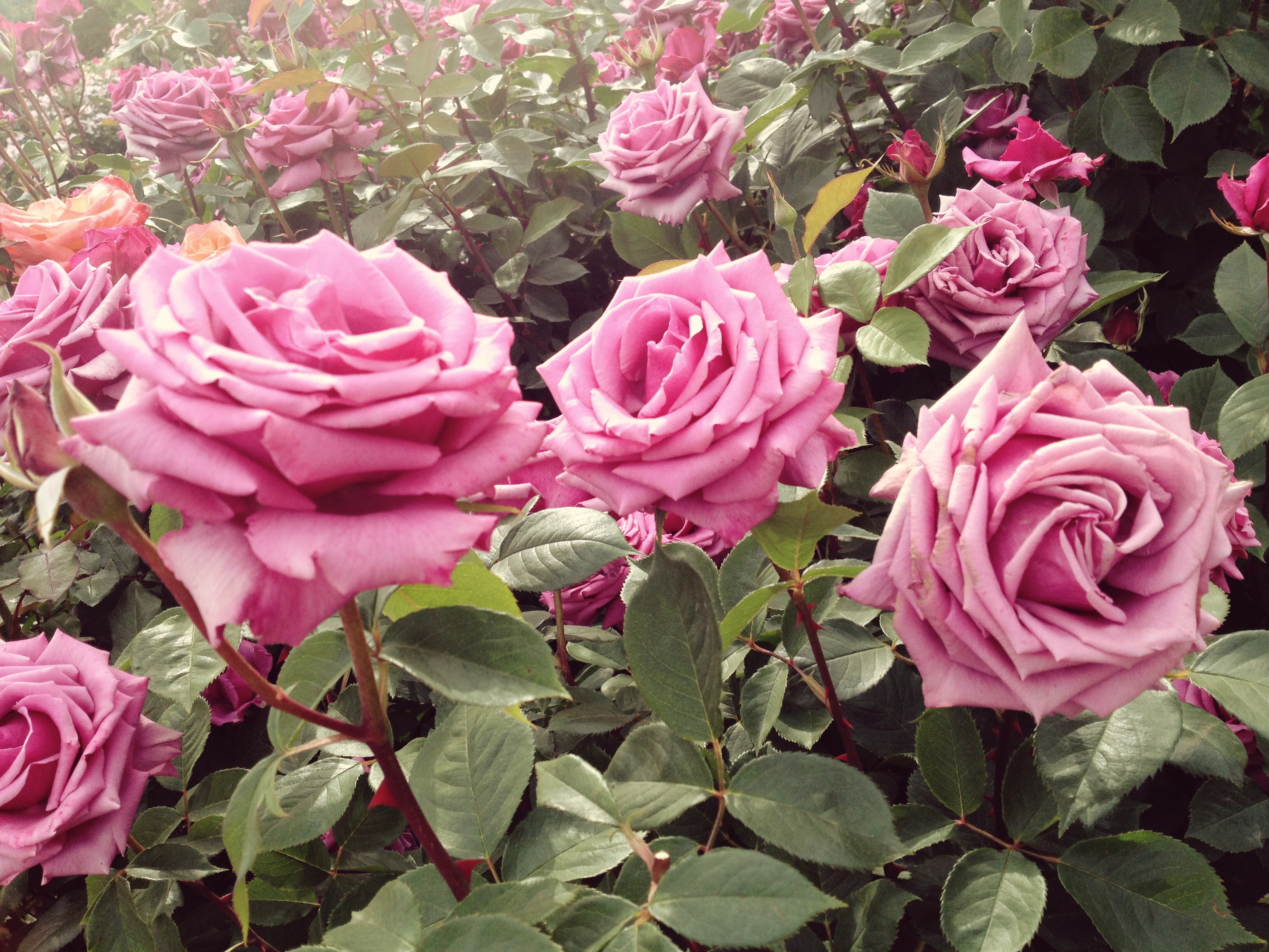 Flower Garden Ideas With Roses 50 best types of flowers – pretty pictures of garden flowers Flower Garden Ideas With Roses 50 best types of flowers – pretty pictures of garden flowers