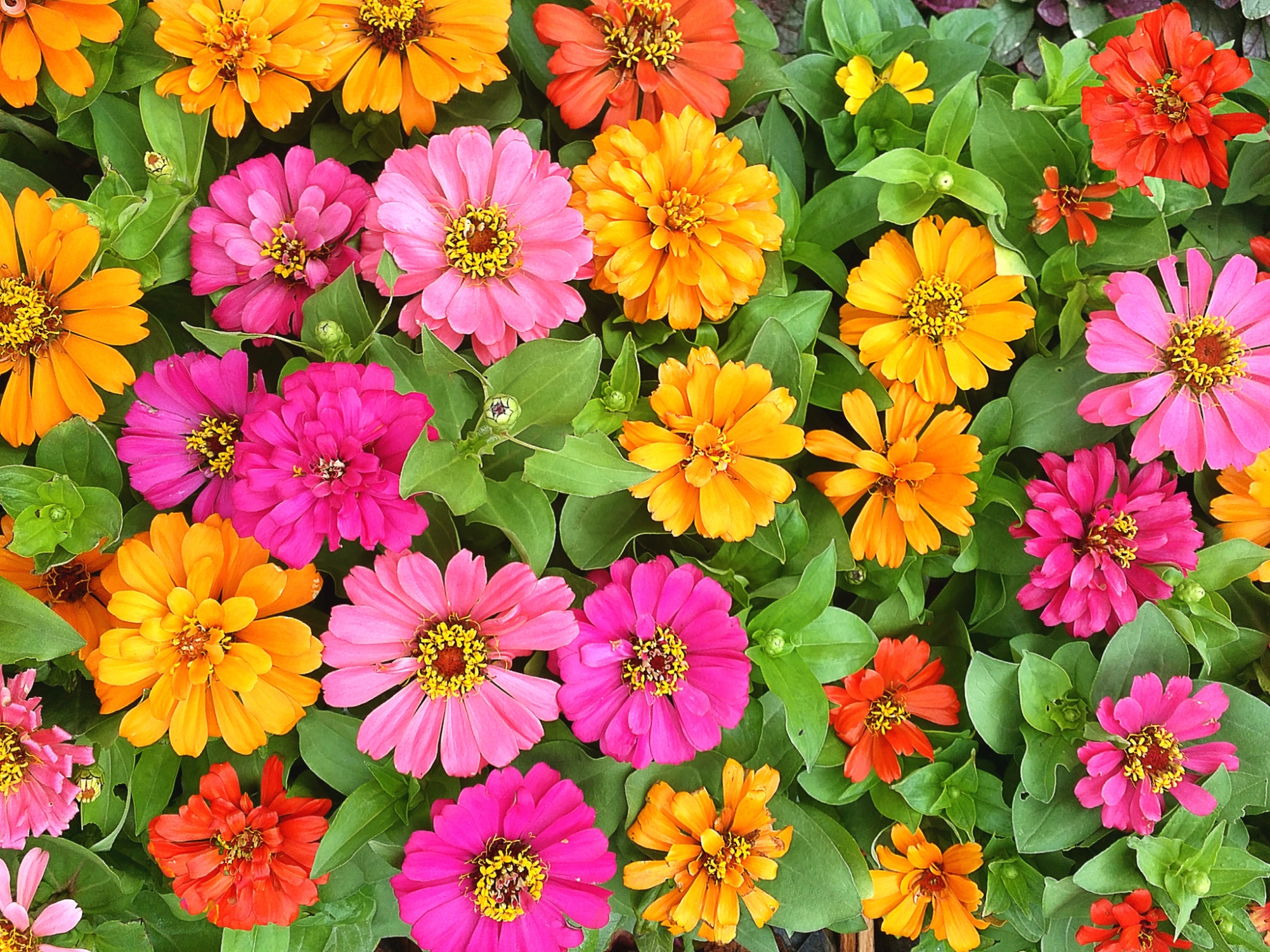 Common Garden Flowers 50 best types of flowers – pretty pictures of garden flowers Common Garden Flowers 50 best types of flowers – pretty pictures of garden flowers