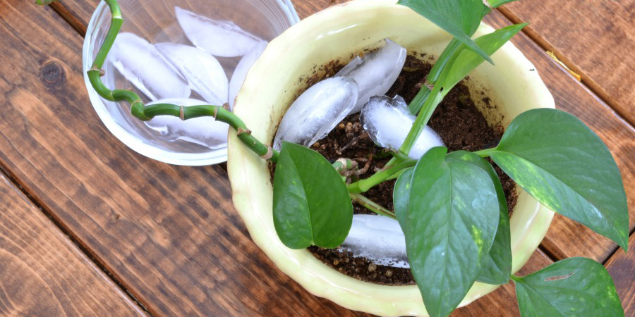 How to Water Plants with Ice Cubes How to Grow Orchids