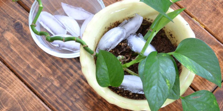 coconut soil for plants Coconut Fiber Soil Pod Pack – Plantflix main image 0