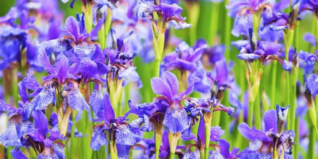 Gardening Ideas 40 small garden ideas small garden designs Gardening Ideas Gardening Ideas how to decorate the garden in an amazing way Gardening Ideas