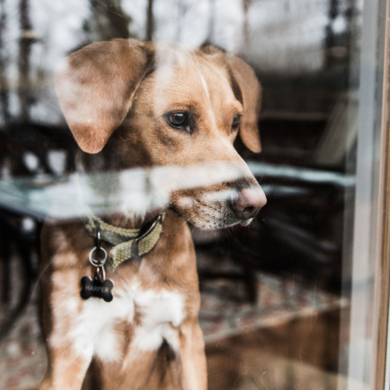do dogs miss their puppies does your really miss you when you re do dogs miss their owners do dogs miss their puppies does your really miss you when you re do dogs miss their owners