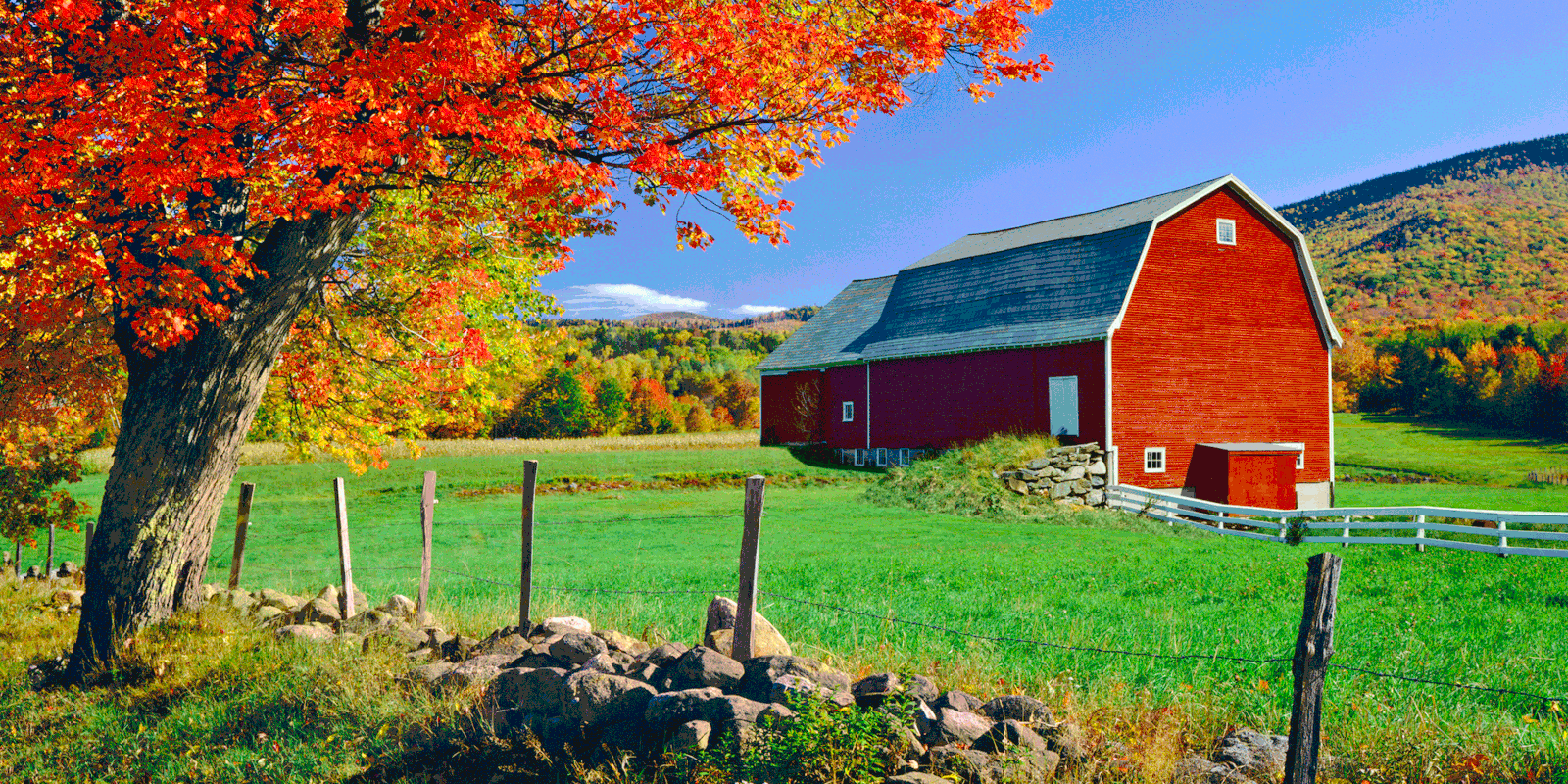Why Are Barns Red? The Reason Farmers Paint Barns Red