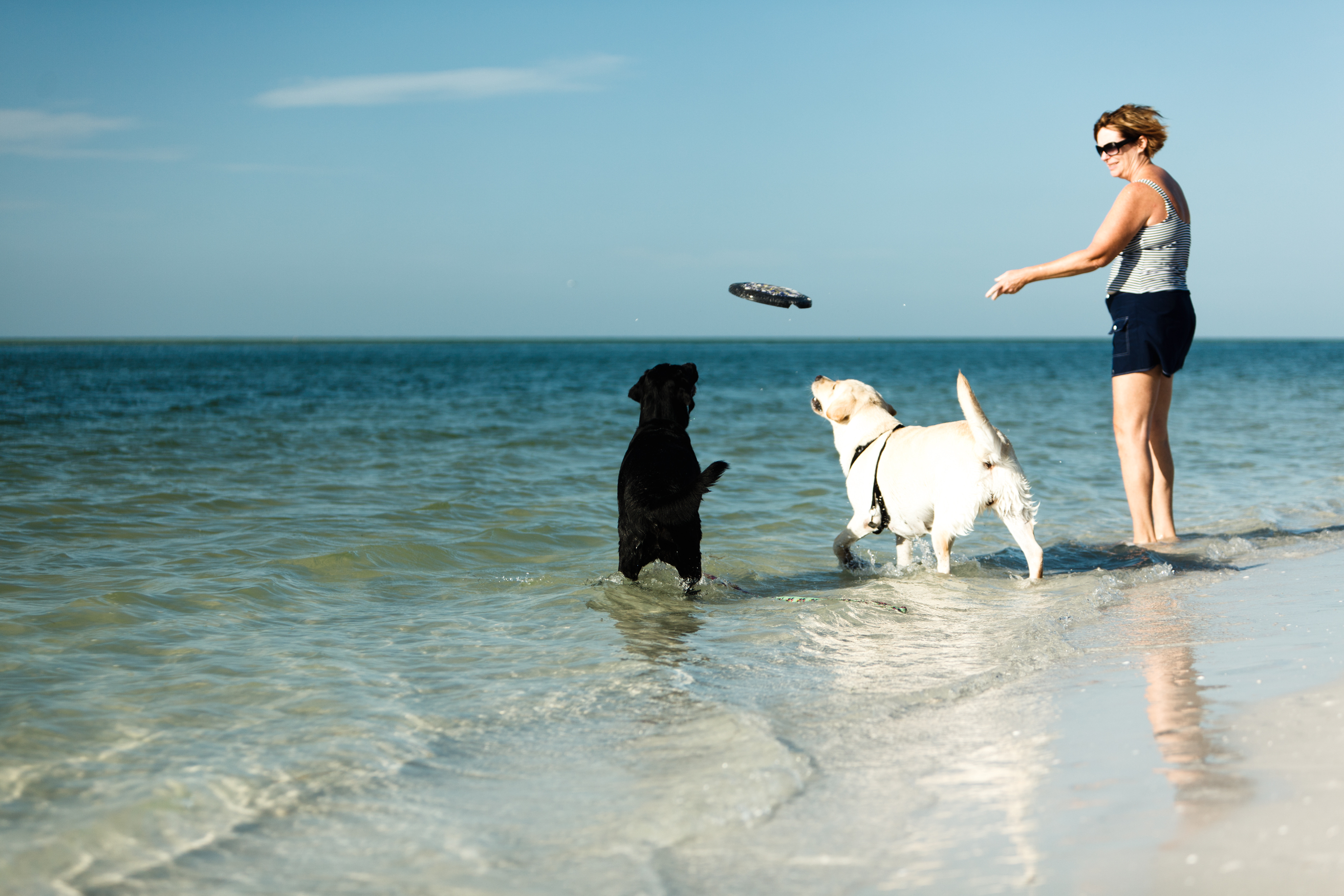 Dog Friendly Beaches in the U.S. American Beaches That Allow Dogs