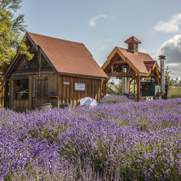 Lavender Farms In America - Lavender Farm Photos