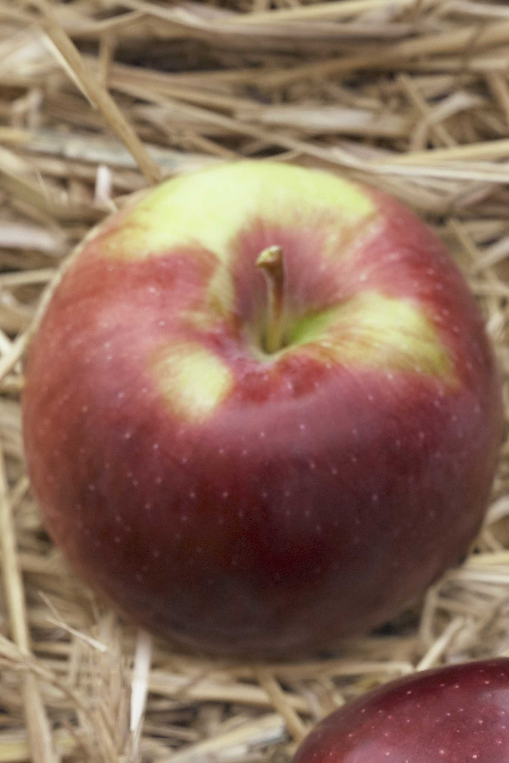 Best Apples for Cooking and Baking Different Types of Apples With