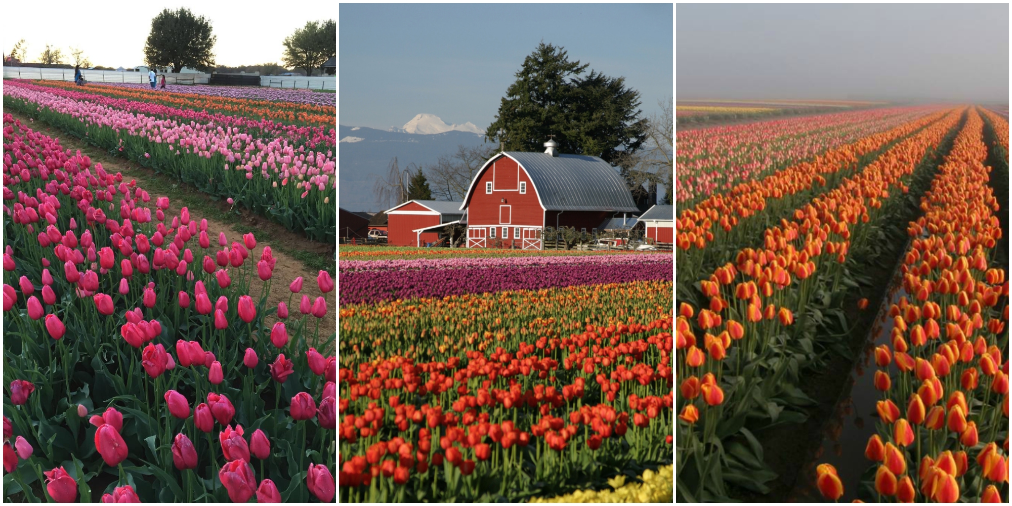 7 Tulip Farms To Visit In America — How To Visit Tulip Farms