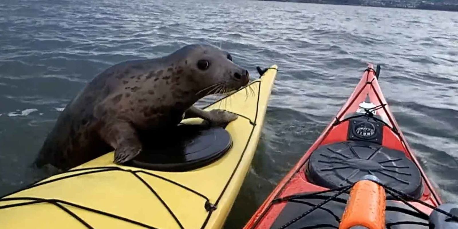 Watch This Adorable Seal Hitch a Ride Seal Jumps on Kayak