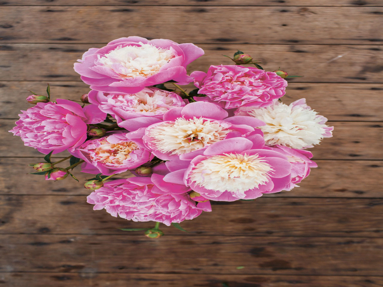 How to Grow Peonies - How to Care for Peonies