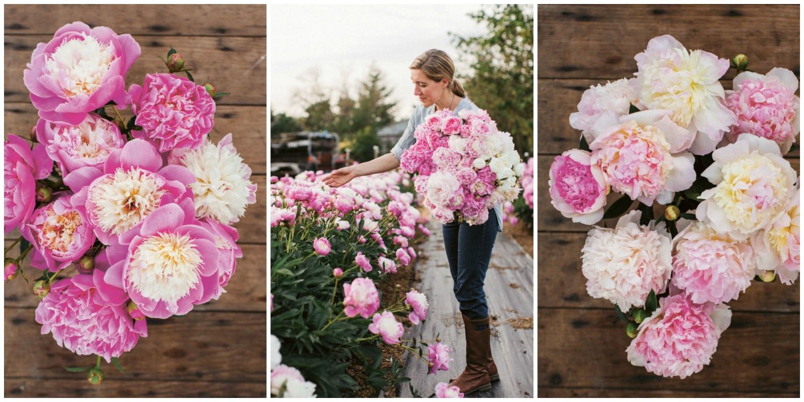 Why Peonies Are the "Ultimate Queen of Spring" Flower Cut Flower Grow