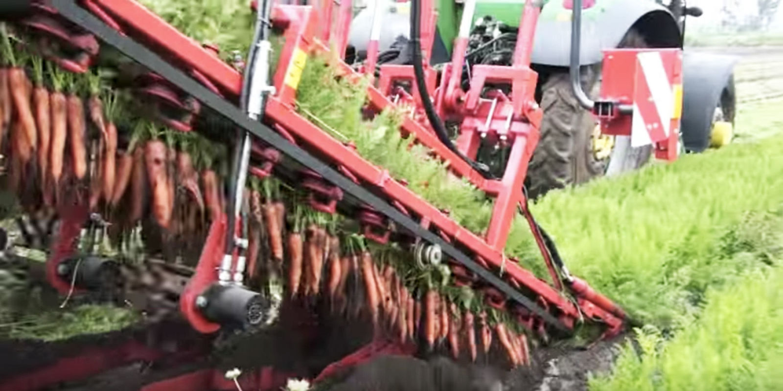 This Viral Video Explains How Carrots are Harvested and It's Mesmerizing