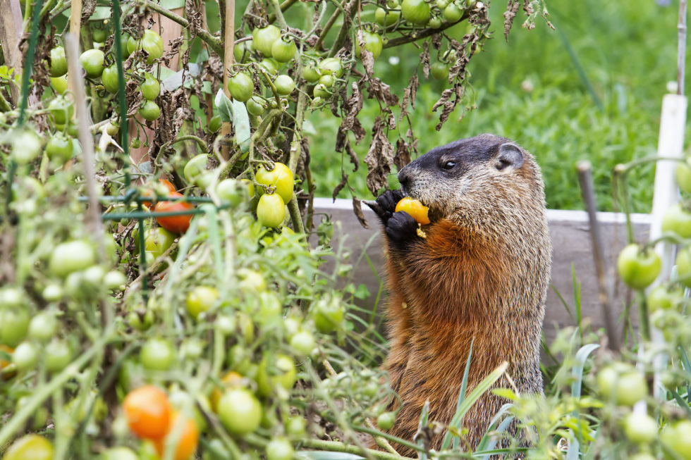 Garden Ideas To Keep Animals Out how to keep critters out of your garden - ways to keep animals out Garden Ideas To Keep Animals Out how to keep critters out of your garden - ways to keep animals out