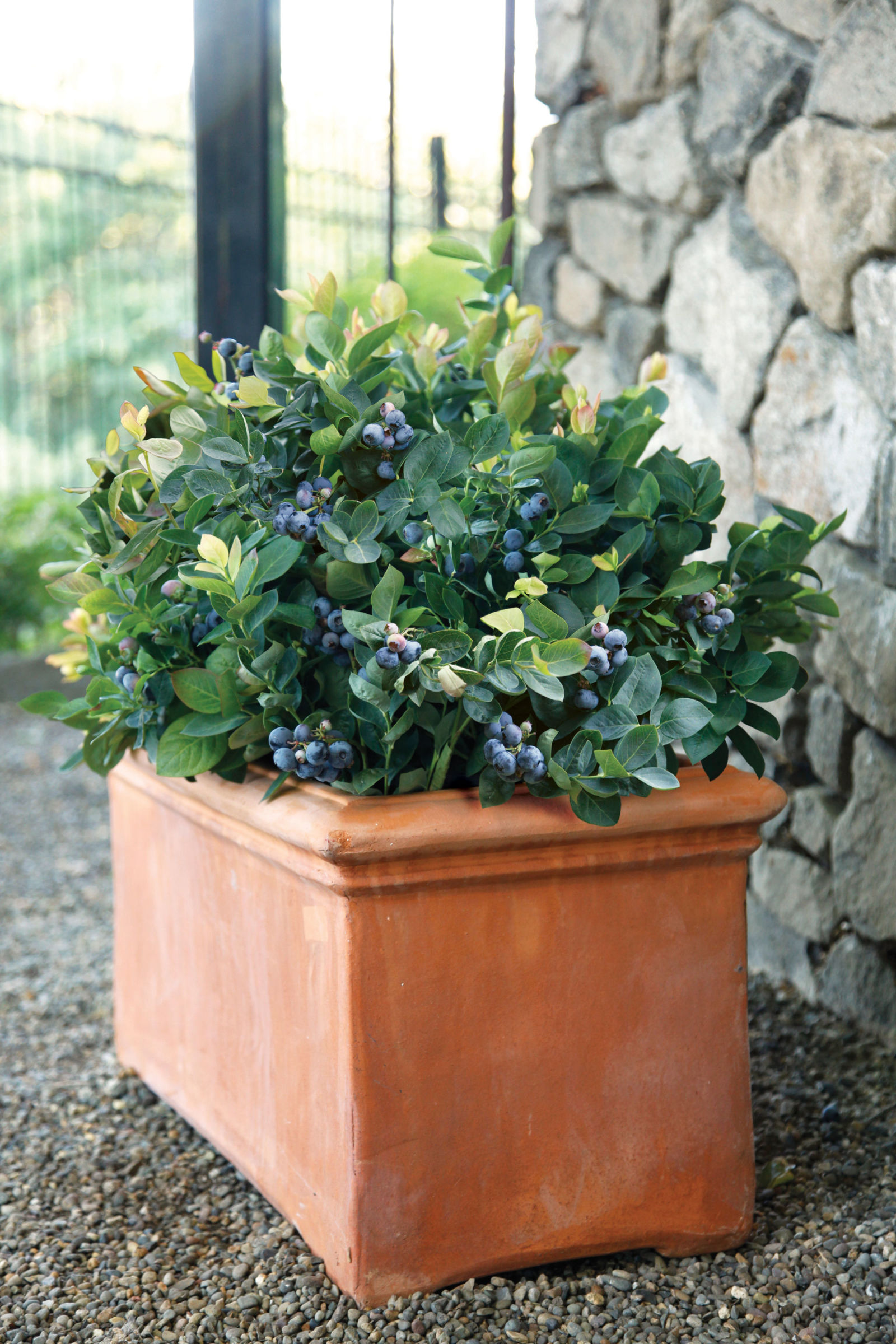 How to Create an Edible Garden - Edible Landscape Ideas How to Create an Edible Garden - Edible Landscape Ideas