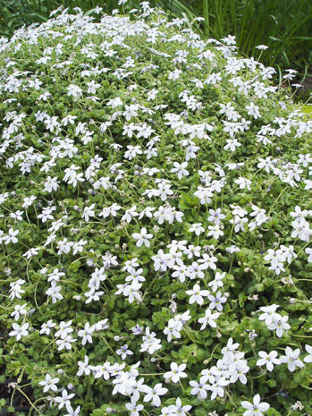 11 Best Ground Cover Flowers Plants Low Growing Perennial