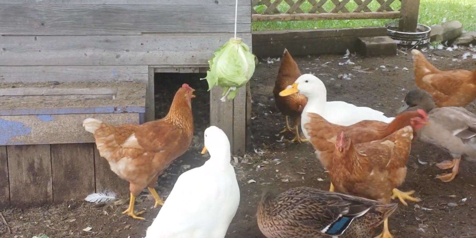 How to Make a DIY Hanging Cabbage for Chickens How to Entertain