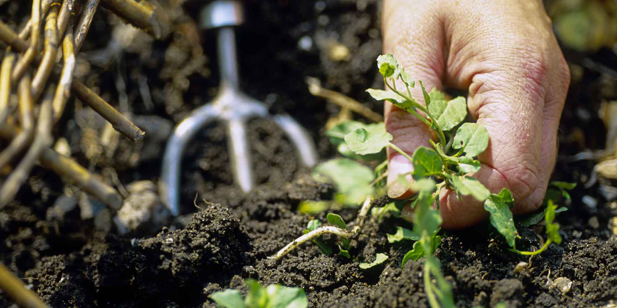 12 Best Homemade Weed Killers How to Kill Weeds Organically